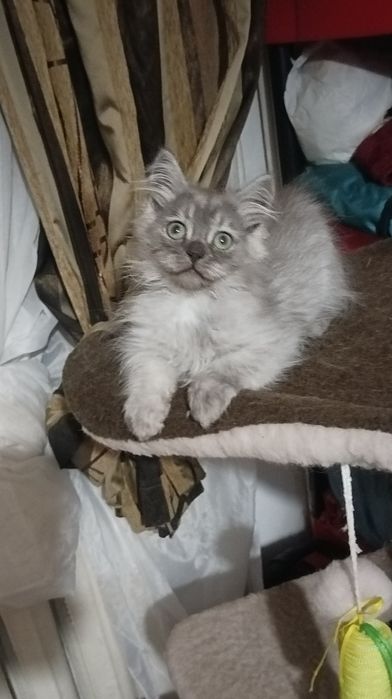 Котик 3 мес сибиряк