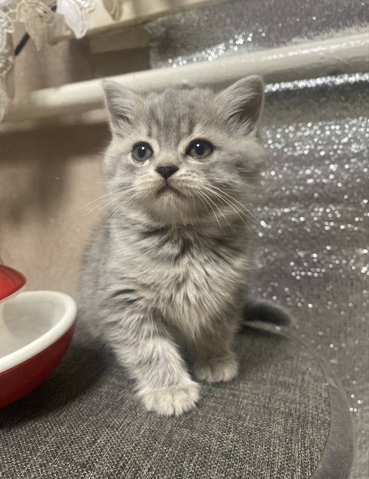 Вʼязка  висловухого котика
