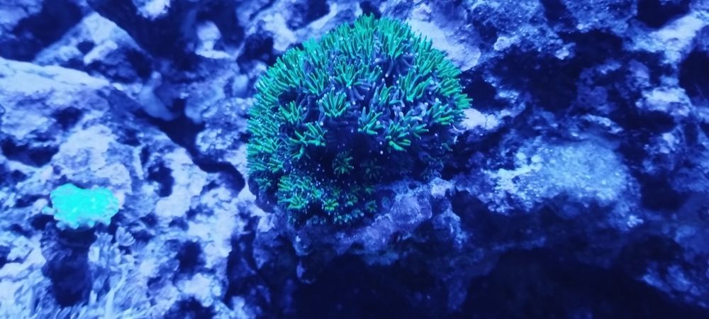 Akwarium morskie roślinki