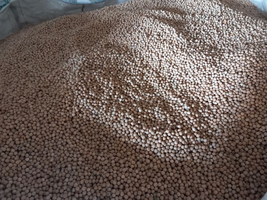 Groch siewny oczyszczony