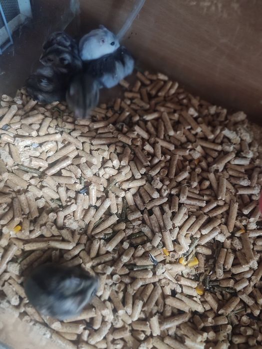 Хомячки разные есть доставка