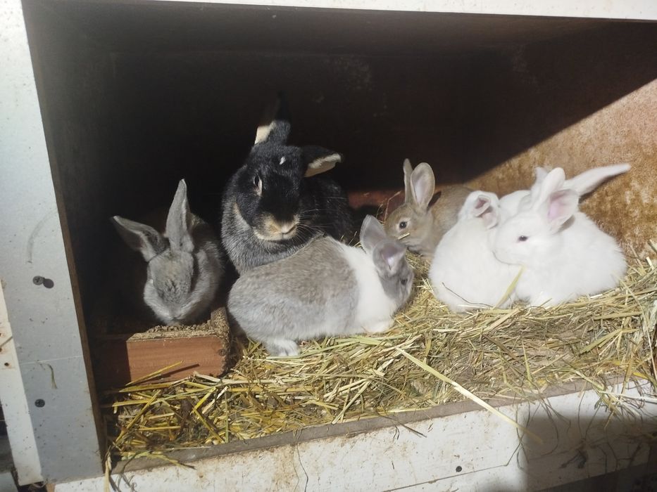Młode króliki na sprzedaż