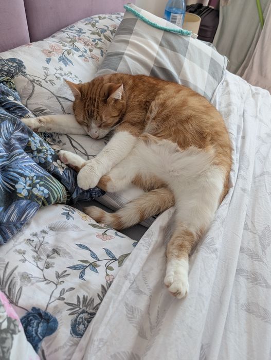 Kocurek rudy do adopcji kastrowany