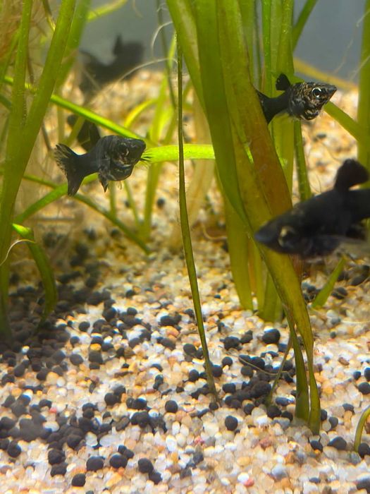 Sprzedam Molinezje Black Molly