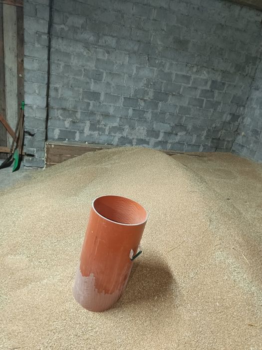 Pszenica ozima Wenecja i GROCH polecam