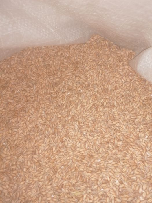 Pszenżyto ozime sprzedam