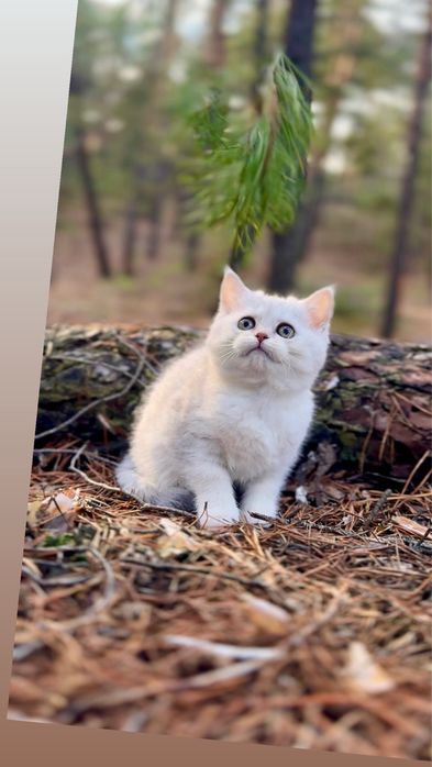 Срібляста шиншила породиста пря гарна дівчинка киця шотландська