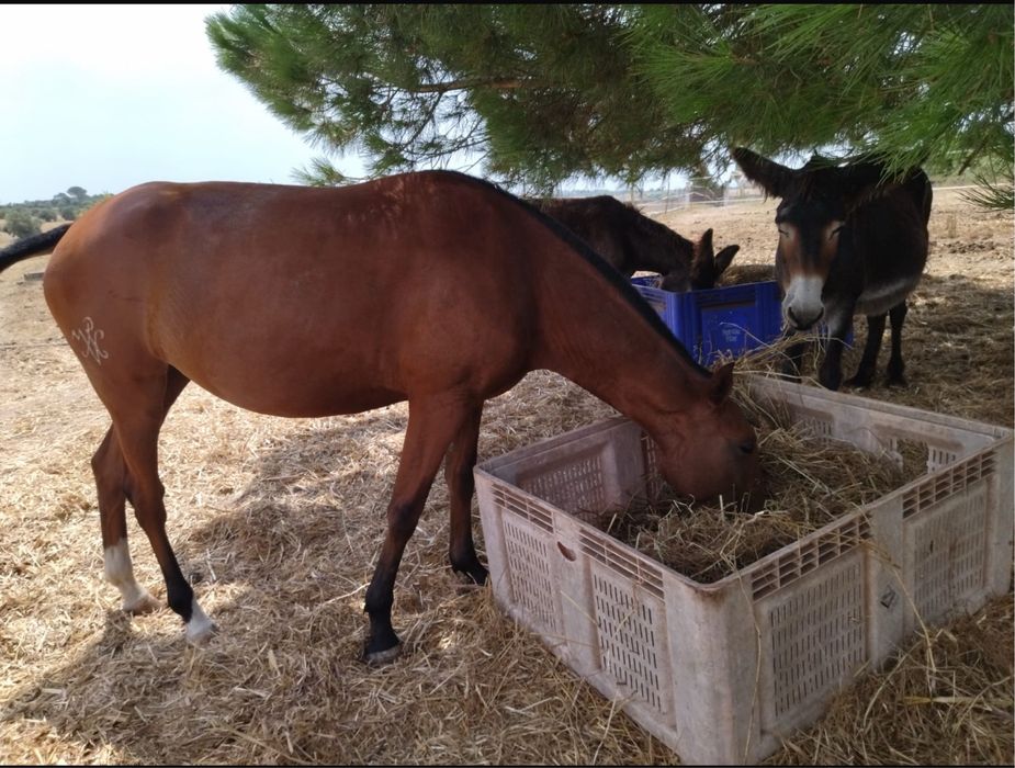 vendo poldra lusitana pura com 2 anos