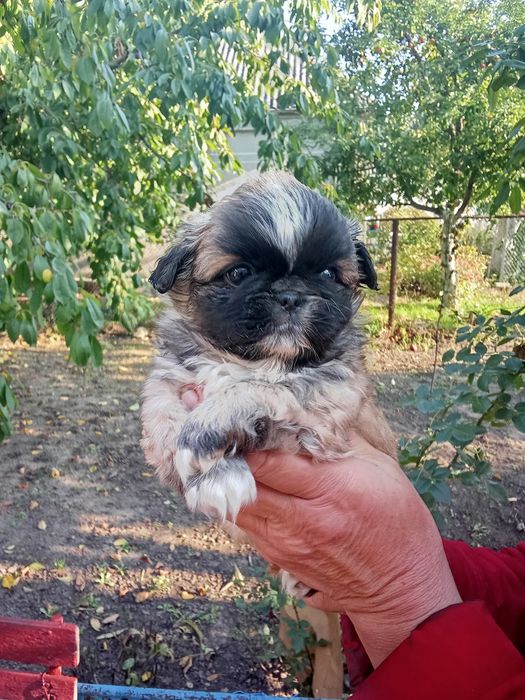 Продаються щенки Пекінеса
