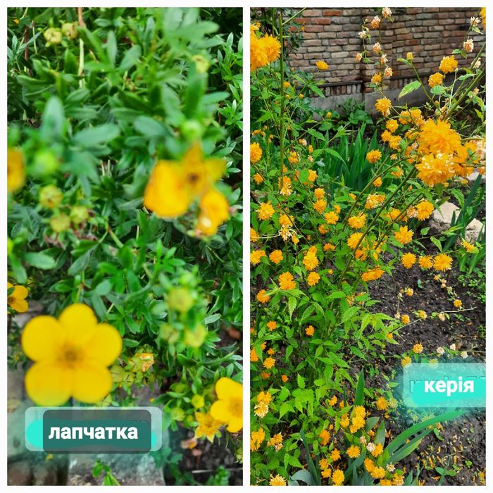 Декоративні кущі.