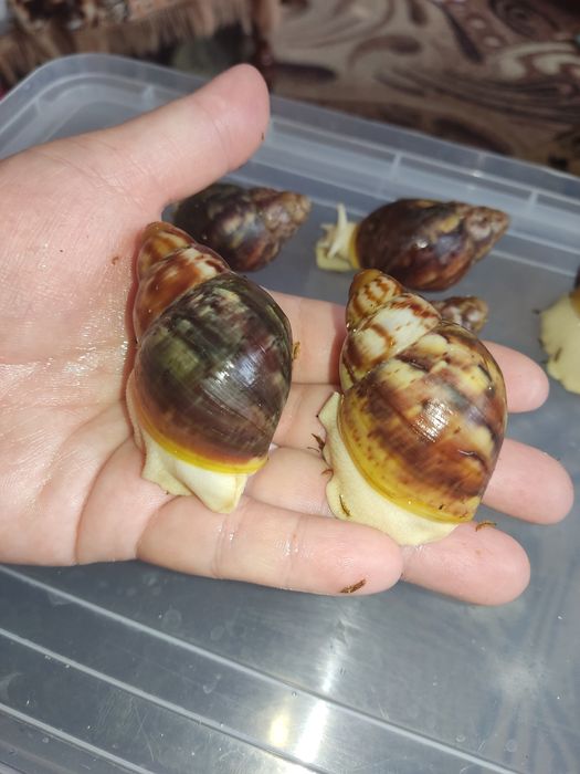 Продаж равлеків Бенін 250 гр пара..