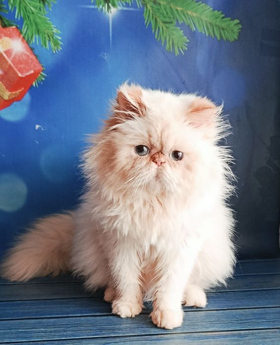 Персидский малыш