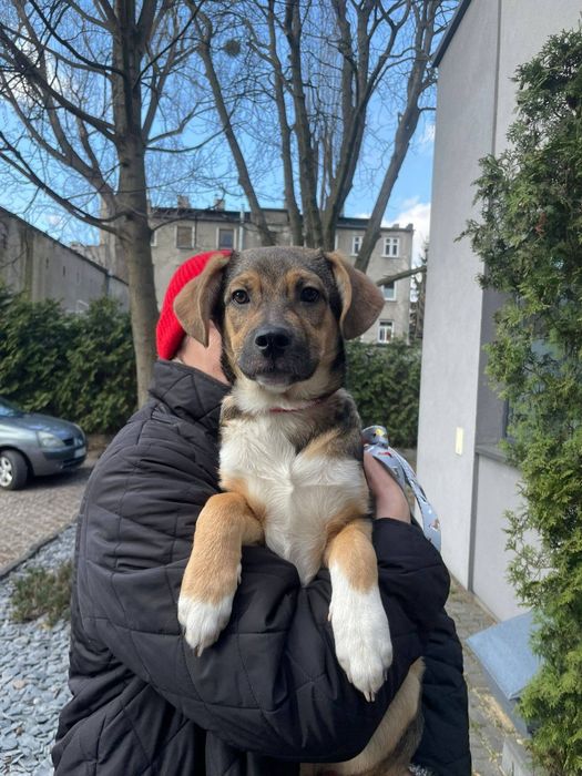 Psi bracia szukają domu