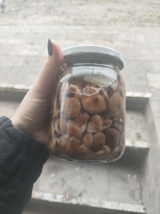 Marynowane opieńki 5 słoiczków 0.5litra