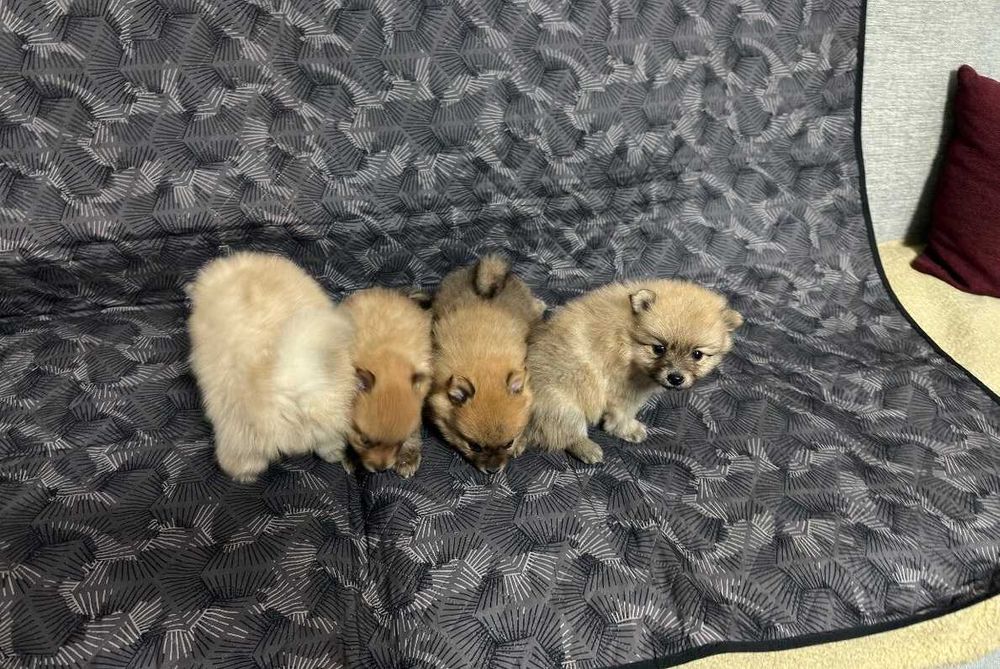 Piekny Szpic Miniaturowy Szpice. Pomeranian piesek boo