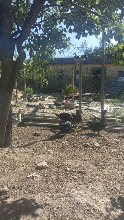 Patos caseiros vivos