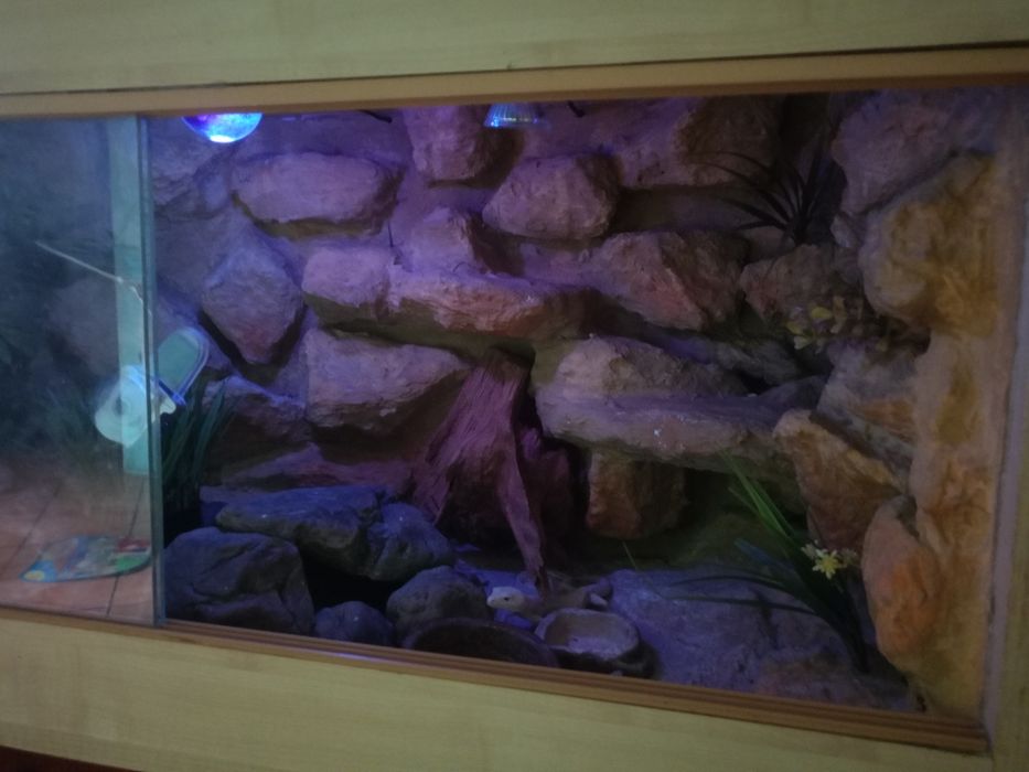 Terrarium dla węża,gekona