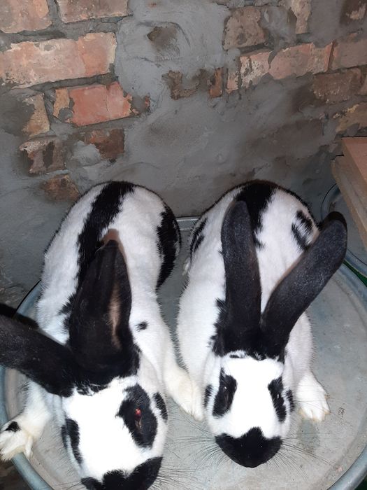 Самка. Самець. Німецький строкач. Гаванна.