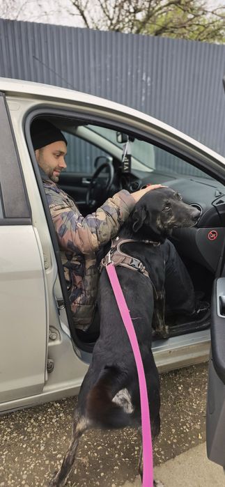 Potter cudowny samiec