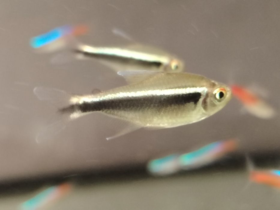 Neon czarny rybki akwariowe