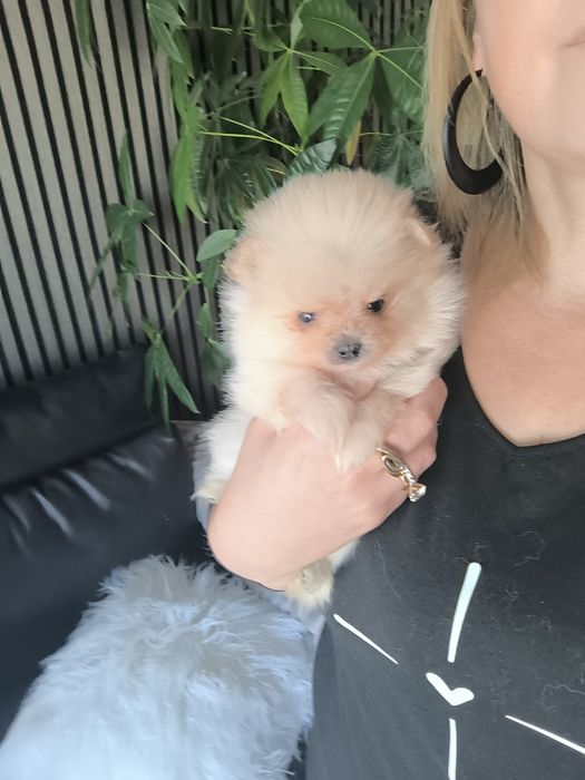 Spitz anão.Lulu da Pomerânia. Menino Mini com LOP e Afixo