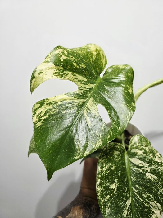Monstera Deliciosa Mint