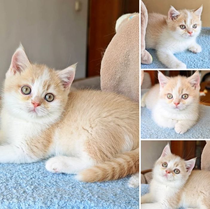 Cudowny brytyjski  kocurek