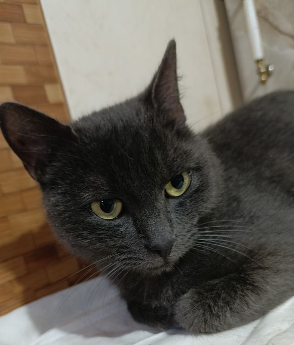 Кіт. Киця. Кошеня.