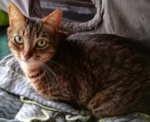 Gato e gata para dar
