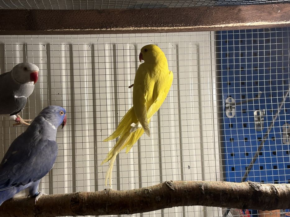 Aleksandretta obrożna