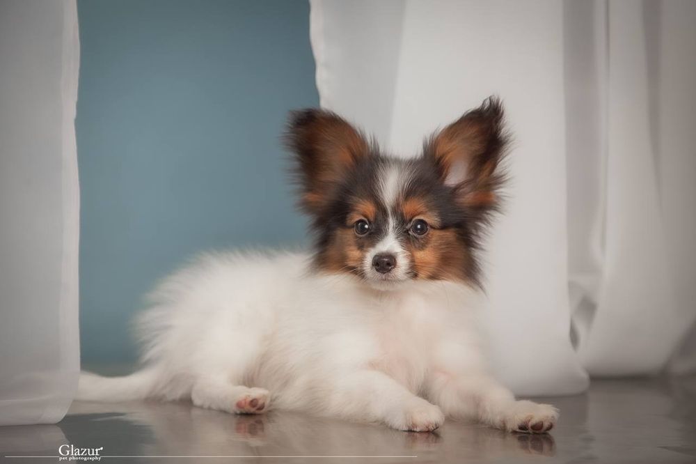 Найчарівніший хлопець триколор