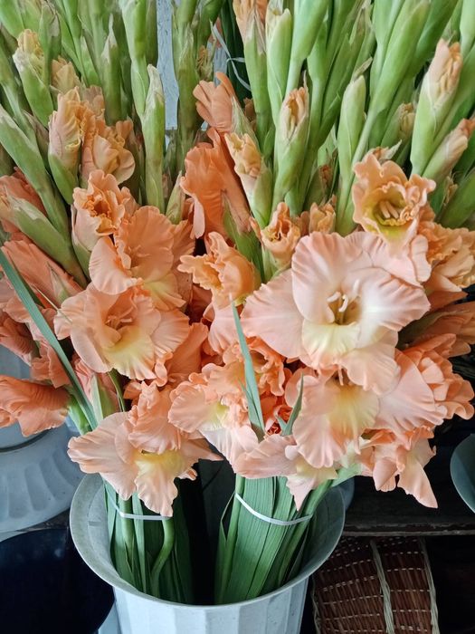 Цибулини гладіолусів