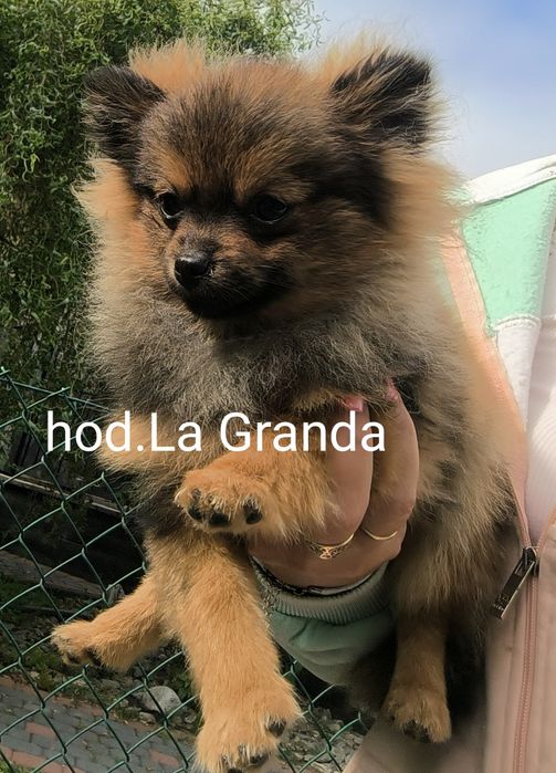 Słodziak jakich mało