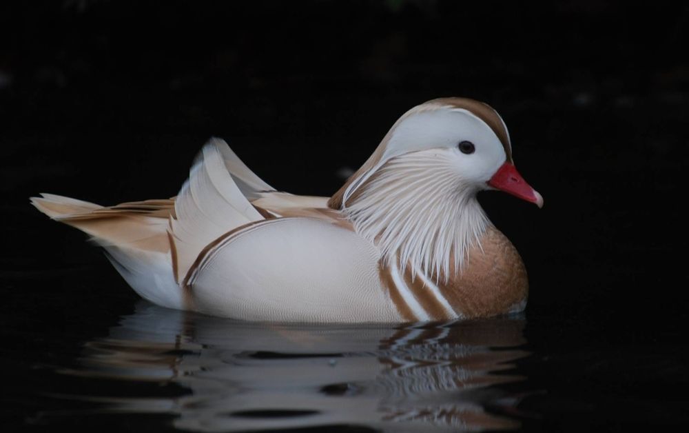 Kaczki   ozdobne   MANDARYNKI   BLOND  oraz wiele  innych