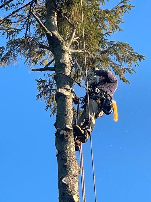 Обрізка валка дерев Зрізка аварійних  дерев будь- якої складності