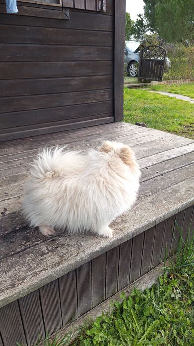 Spitz Pomerânia macho. Com pedigree