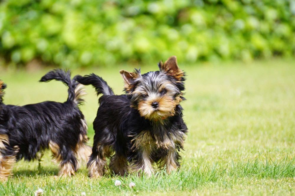 Yorkshire terrier, piesek, ZKwP/FCI