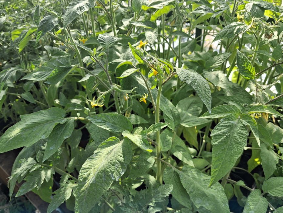 Sadzonki pomidorów malinowych