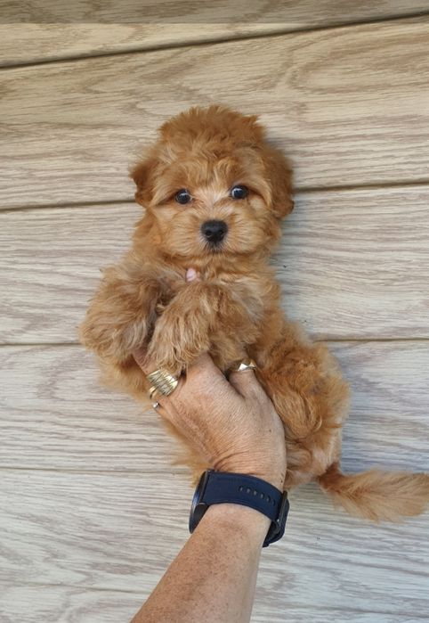 Maltipoo  piesek śliczny