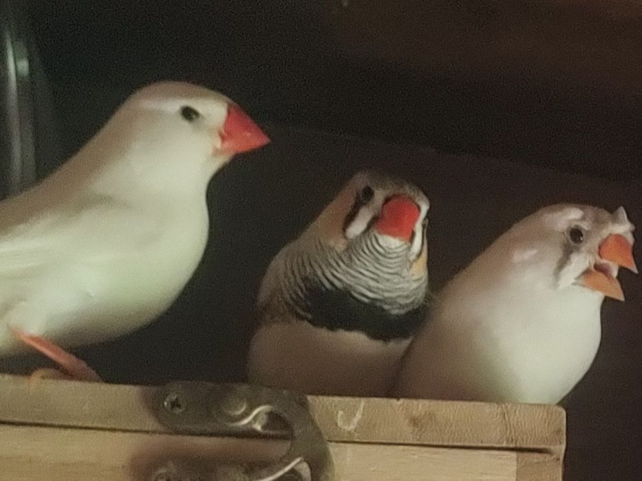 Sprzedam amadyna zebrowata  biała