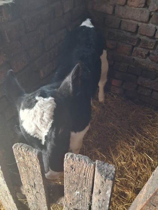 Продам телечку 1 міс