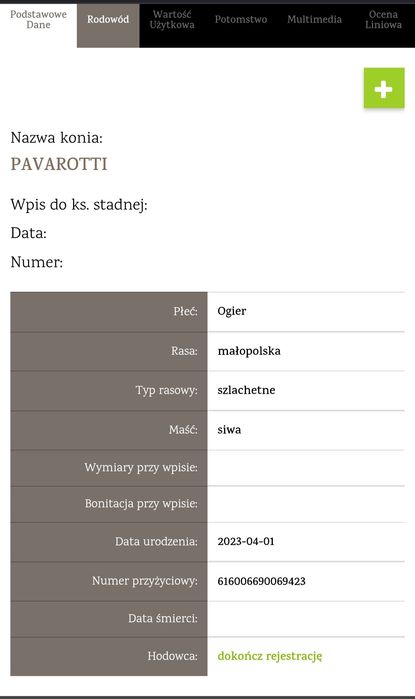 Ogierek małopolski , świetny rodowód WKKW  / Skoki