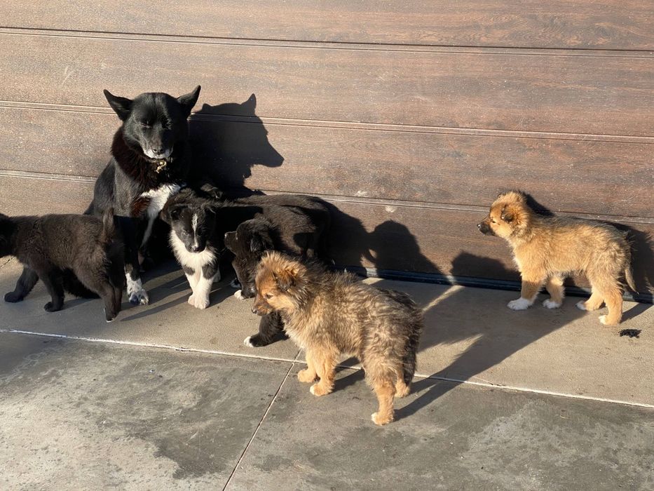 віддамо безкоштовно дуже милих цуценят