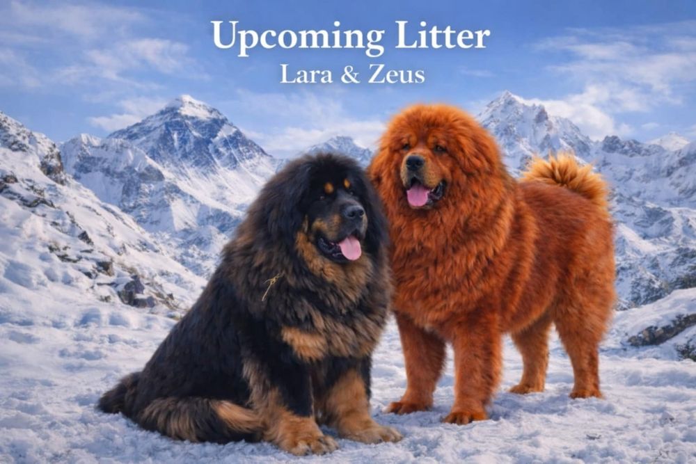 Mastif tybetański czarny-podpalane szczenię FCI