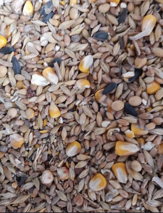 зерно пшеница зерносмесь корм  шок цена экологично чистая