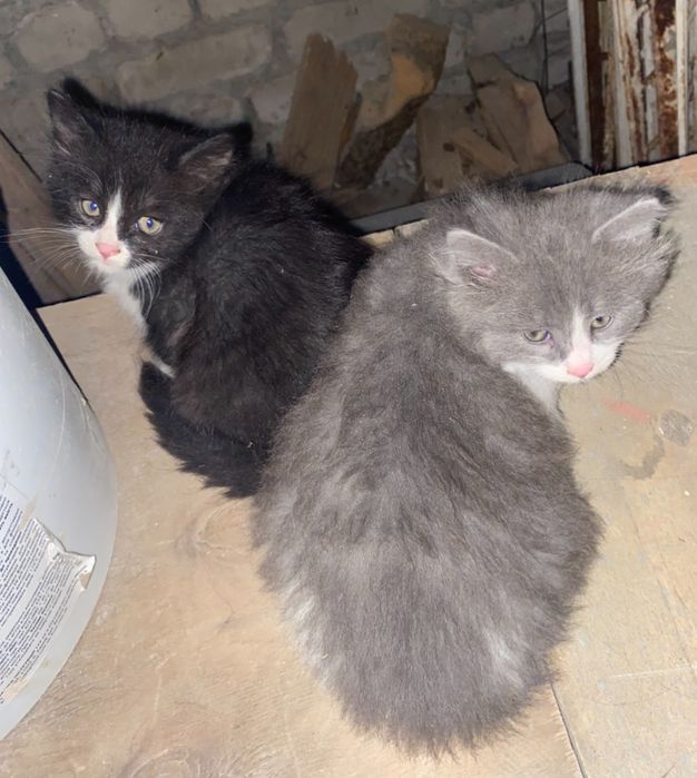 Котята в добрые руки