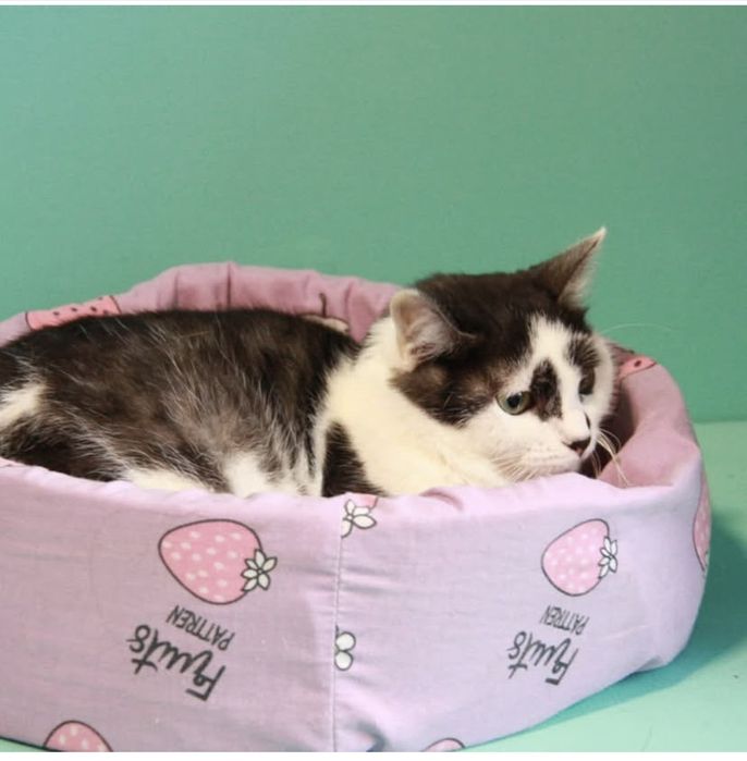 молода киця Мальва, 1 рік