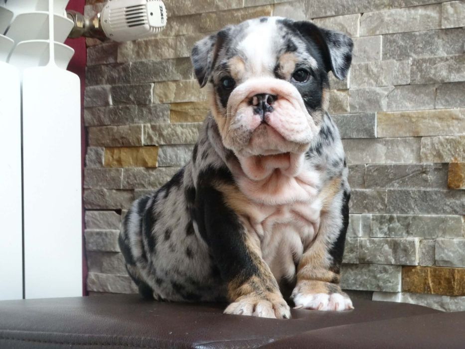 Buldog angielski suczka Black tri