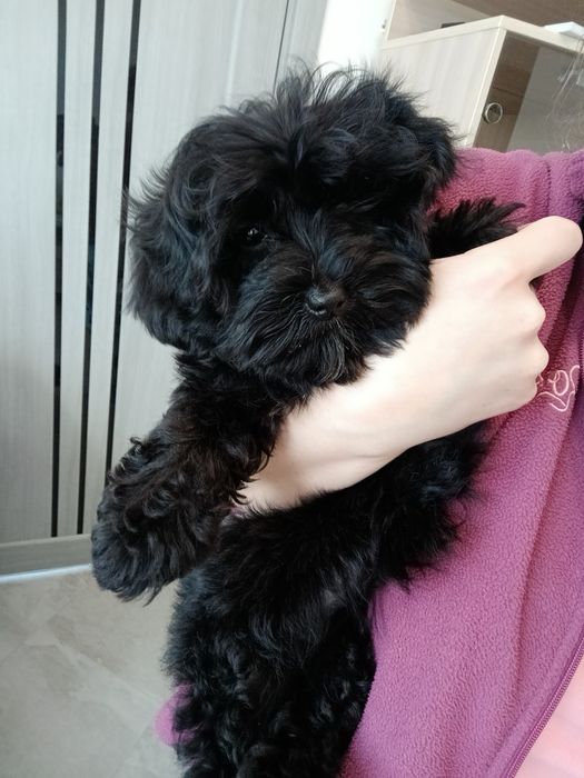 Дівчатка красуні