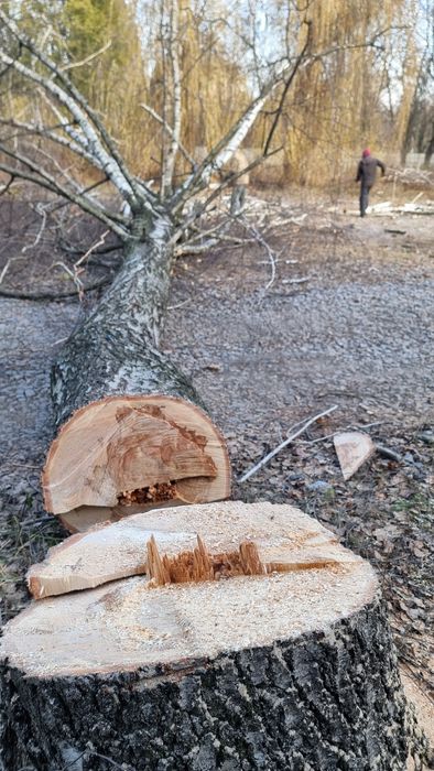 Спил деревьев с вывозом веток